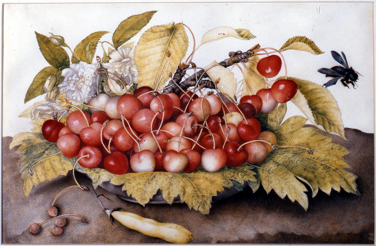 Discover Piatto di ciliegie con rose e ape legnaiola (Plate of cherries with roses and carpenter bee)